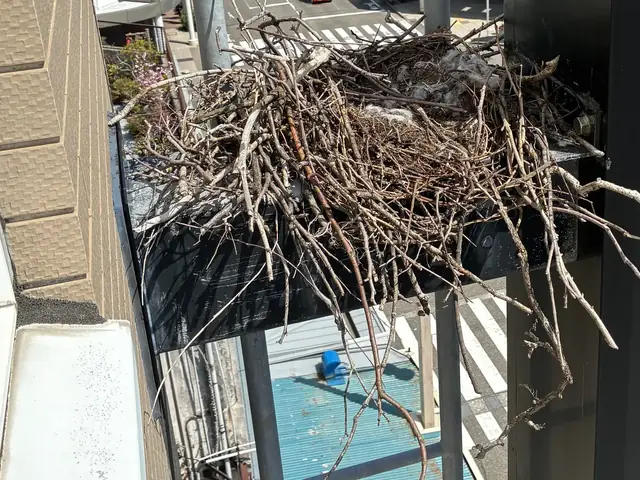 高所の鳥の巣除去作業を実施（施工事例）