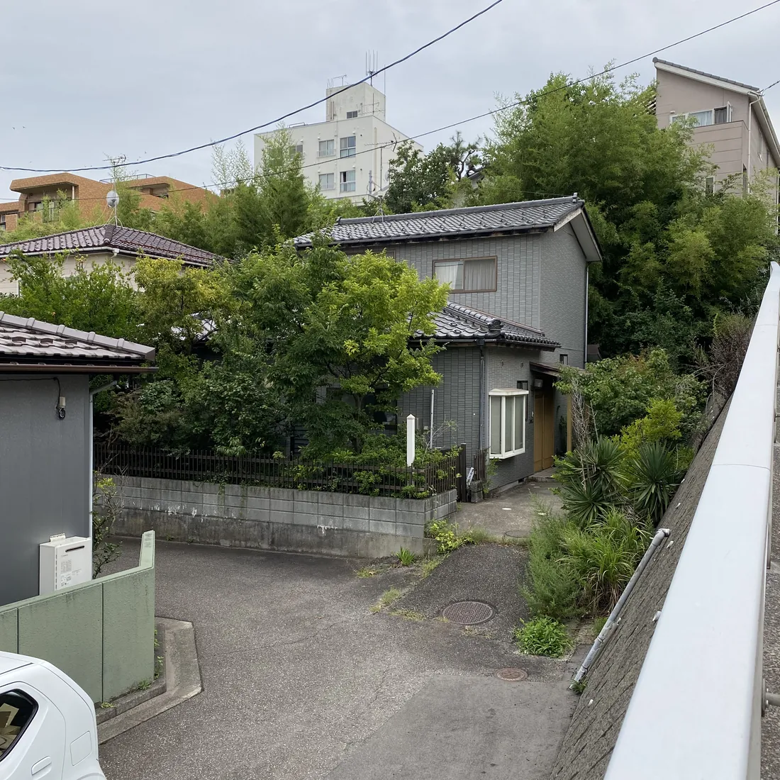 庭木の伐採・枝切り作業の施工前